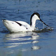 Pied Avocet