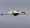 Avocette élégante