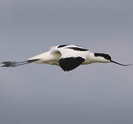 Pied Avocet