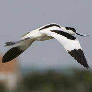 Avocette élégante