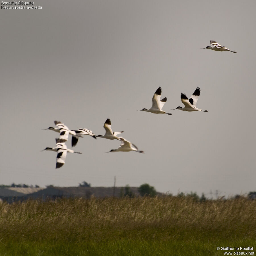 Pied Avocet