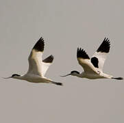 Avocette élégante