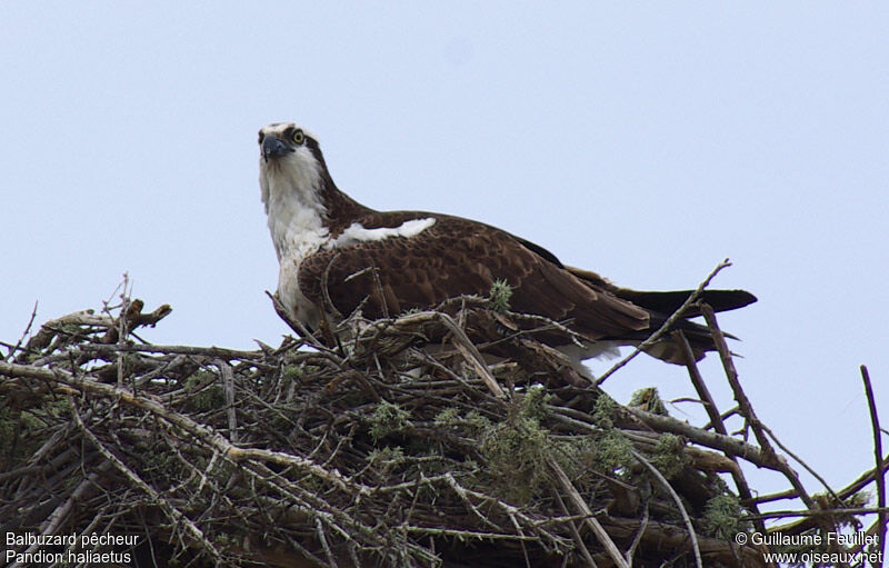 Western Osprey, Reproduction-nesting