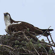 Western Osprey