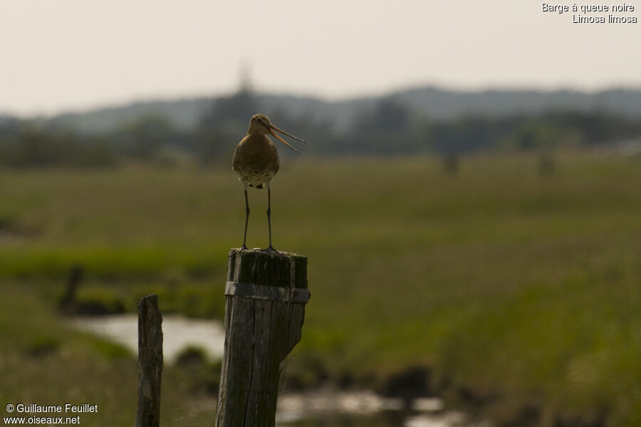 Black-tailed Godwit