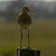 Black-tailed Godwit