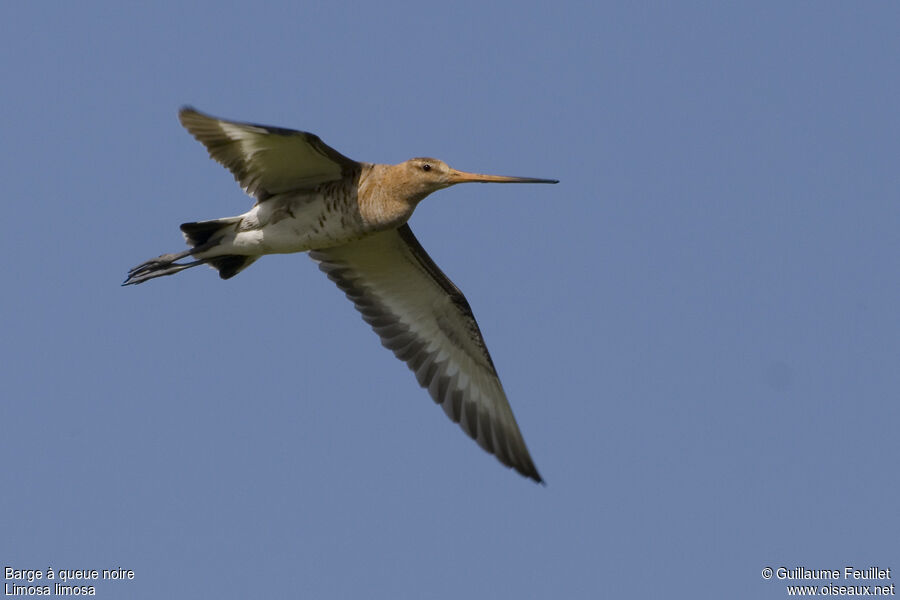 Black-tailed Godwit