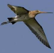 Black-tailed Godwit