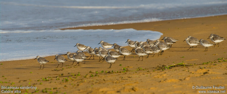 Bécasseau sanderling