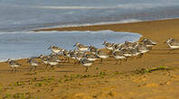 Bécasseau sanderling