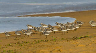 Sanderling