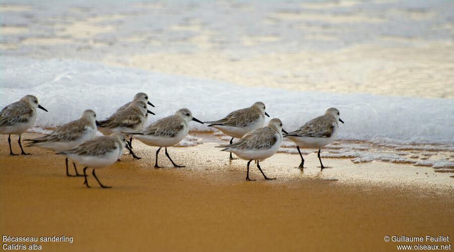 Sanderling