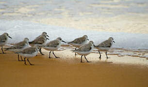 Sanderling