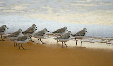 Bécasseau sanderling