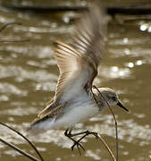 Semipalmated Sandpiper