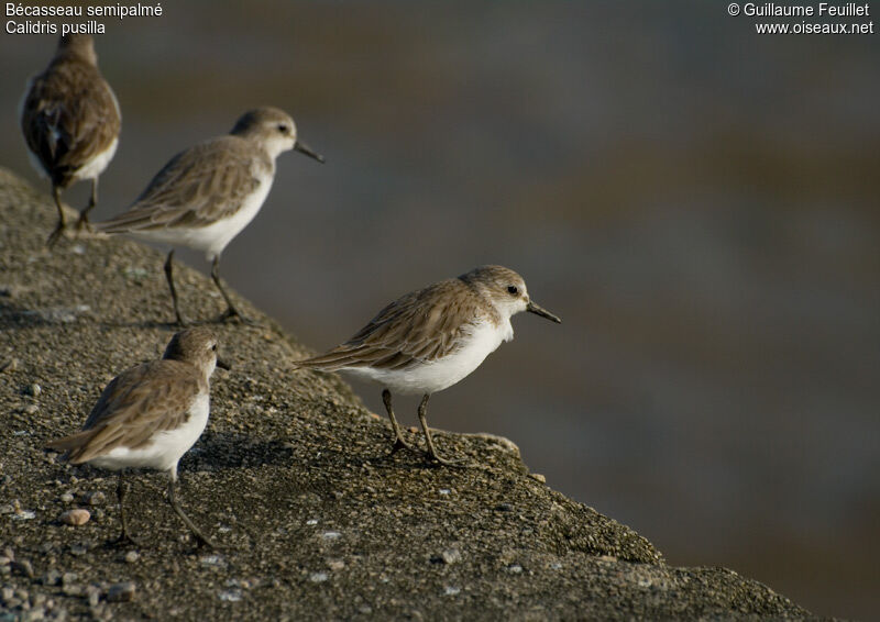 Semipalmated Sandpiper