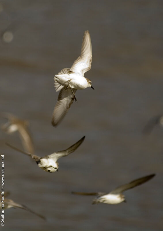 Semipalmated Sandpiper