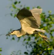 Black-crowned Night Heron