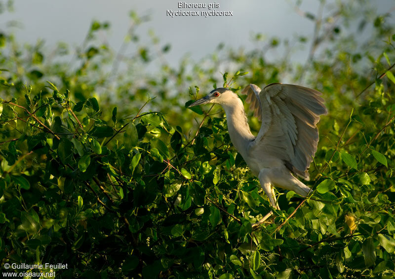 Black-crowned Night Heron