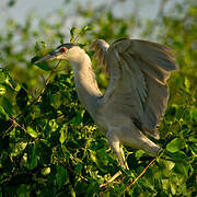 Black-crowned Night Heron