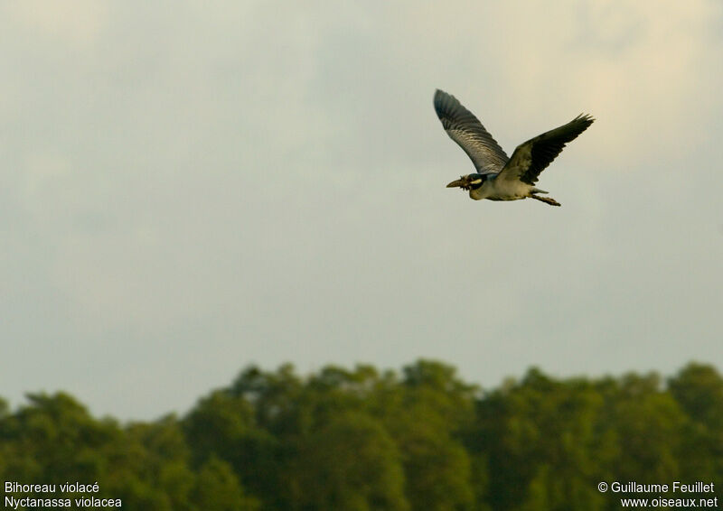 Yellow-crowned Night Heron, Flight