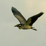 Yellow-crowned Night Heron