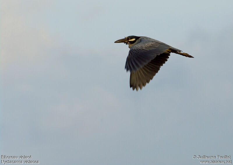 Yellow-crowned Night Heron