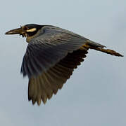 Yellow-crowned Night Heron