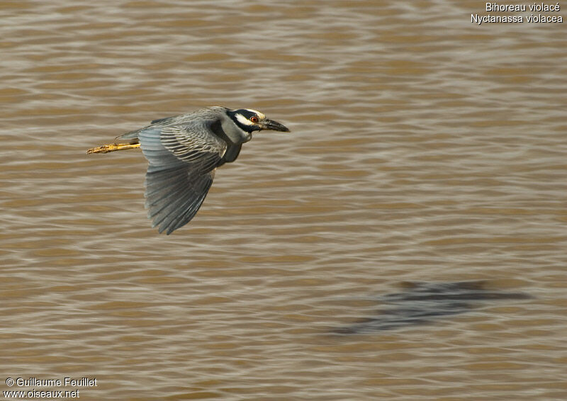 Yellow-crowned Night Heron