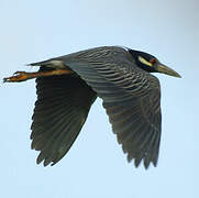 Yellow-crowned Night Heron