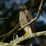 Roadside Hawk