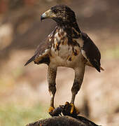 Rufous Crab Hawk