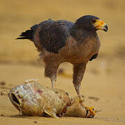 Rufous Crab Hawk