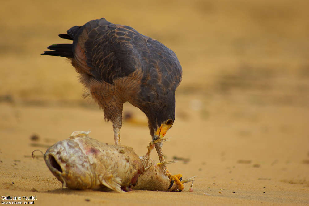 Rufous Crab Hawkadult, feeding habits