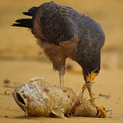 Rufous Crab Hawk