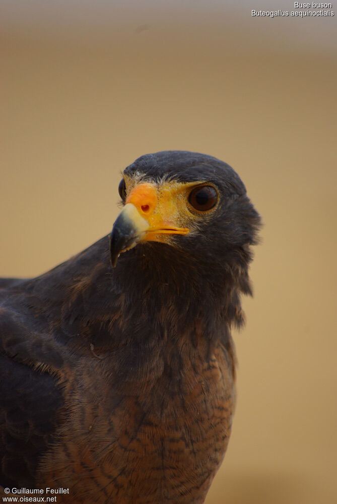 Rufous Crab Hawk, identification