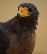 Rufous Crab Hawk