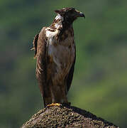 Rufous Crab Hawk