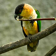 Black-headed Parrot