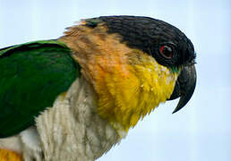 Black-headed Parrot