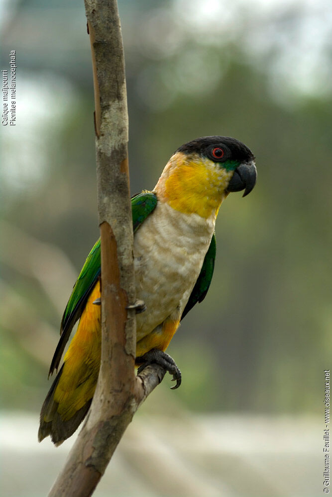 Black-headed Parrot