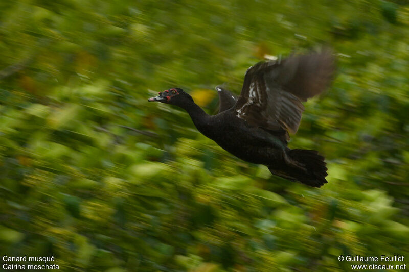 Canard musqué