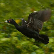 Muscovy Duck