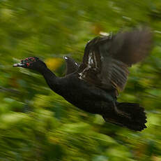 Canard musqué