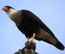 Crested Caracara (cheriway)