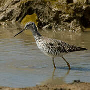 Lesser Yellowlegs