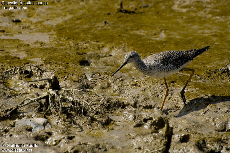 Lesser Yellowlegs, identification