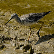 Lesser Yellowlegs