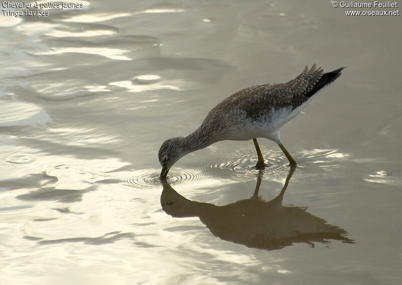 Lesser Yellowlegs, identification