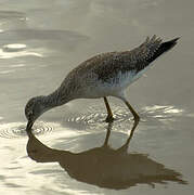 Lesser Yellowlegs